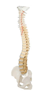 Coloana vertebrală cu bazin, vertebră colorată didactic