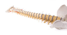Load image into Gallery viewer, Coloana vertebrală cu bazin, vertebră colorată didactic