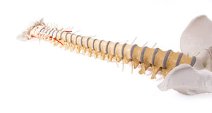 Coloana vertebrală cu bazin, vertebră colorată didactic