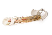Load image into Gallery viewer, Coloana vertebrală cu bazin, vertebră colorată didactic