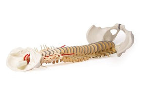 Coloana vertebrală cu bazin, vertebră colorată didactic