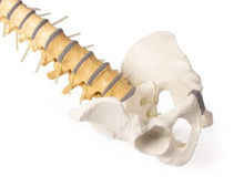 Load image into Gallery viewer, Coloana vertebrală cu bazin, vertebră colorată didactic