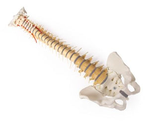 Coloana vertebrală cu bazin, vertebră colorată didactic
