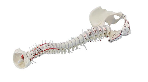 Coloana vertebrală cu pelvis şi semne musculare