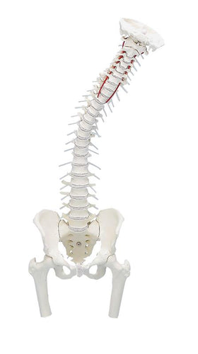 Coloana vertebrală cu pelvis şi cioturi ale coapsei