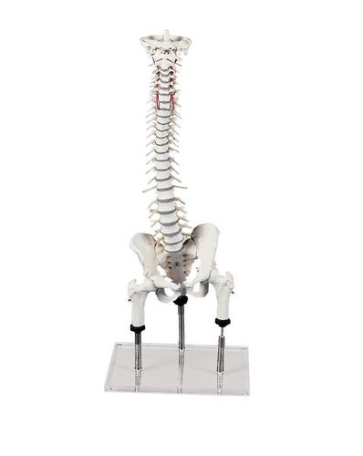 Coloană vertebrală pentru demonstrarea malpoziţiilor