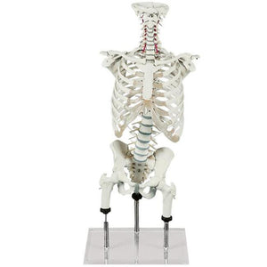 Coloană vertebrală pentru demonstrarea malpoziţiilor (conform Zilgrei)