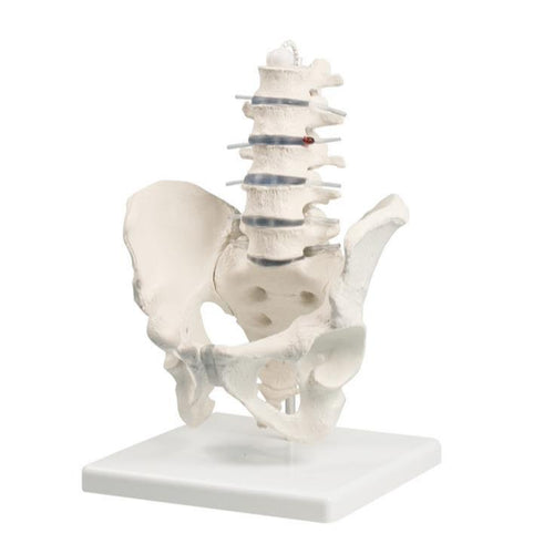 Coloană lombară cu pelvis şi stand
