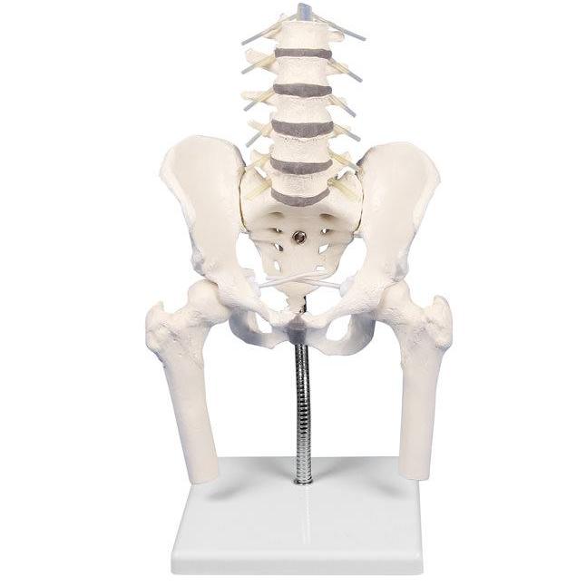 Coloana lombară cu pelvis, pentru demonstrarea malpoziţiilor