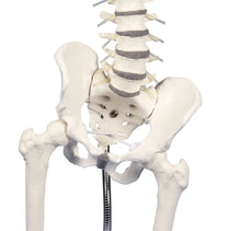 Load image into Gallery viewer, Coloana lombară cu pelvis, pentru demonstrarea malpoziţiilor