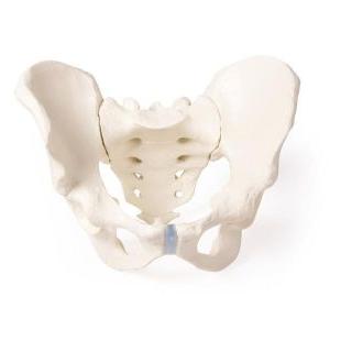 Pelvis masculin cu sacrum
