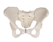 Load image into Gallery viewer, Pelvis feminin, flexibil