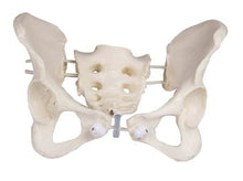 Load image into Gallery viewer, Pelvis feminin, flexibil