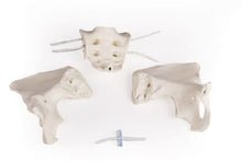 Load image into Gallery viewer, Pelvis feminin, flexibil