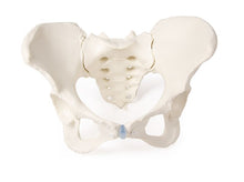 Load image into Gallery viewer, Model pelvis feminin cu sacrum