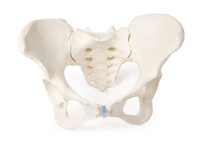 Model pelvis feminin cu sacrum