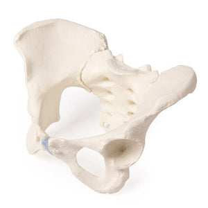 Model pelvis feminin cu sacrum