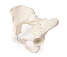 Load image into Gallery viewer, Model pelvis feminin cu sacrum