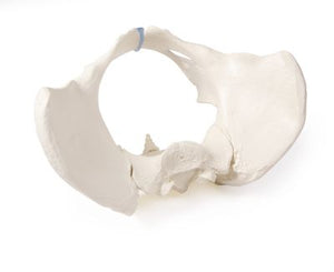 Model pelvis feminin cu sacrum