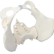 Load image into Gallery viewer, Model pelvis feminin cu sacrum
