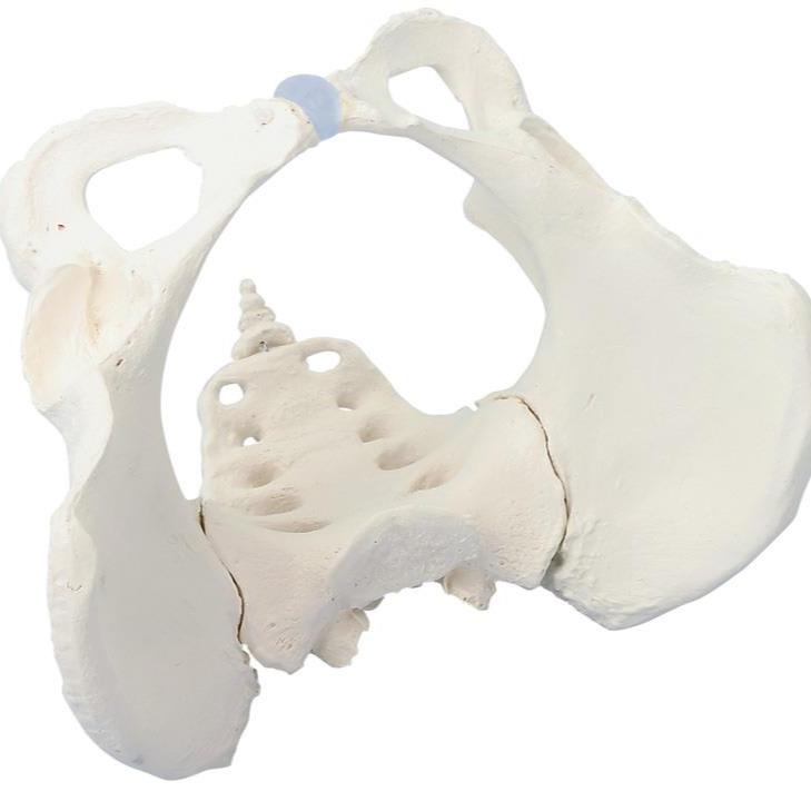 Model pelvis feminin cu sacrum