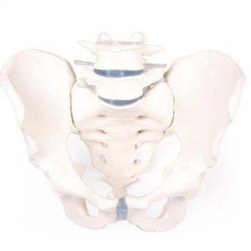 Pelvis masculin cu sacrum şi 2 vertebre lombare