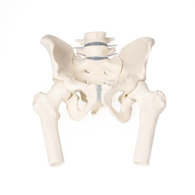 Pelvis masculin cu sacrum, 2 vertebre lombare şi cioturi femurale