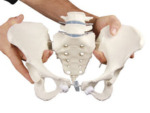 Load image into Gallery viewer, Bazin feminin cu 2 vertebre lombare, montat flexibil