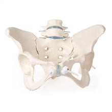 Load image into Gallery viewer, Bazin feminin cu 2 vertebre lombare, montat flexibil