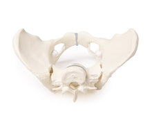 Load image into Gallery viewer, Bazin feminin cu 2 vertebre lombare, montat flexibil