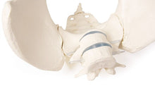 Load image into Gallery viewer, Bazin feminin cu 2 vertebre lombare, montat flexibil