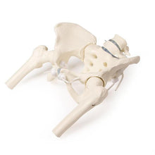 Load image into Gallery viewer, Bazin feminin cu sacrum, 2 vertebre lombare şi cioturi femurale, flexibile