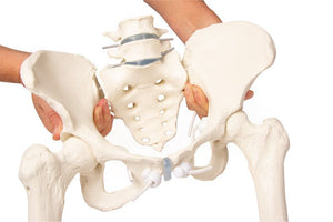 Bazin feminin cu sacrum, 2 vertebre lombare şi cioturi femurale, flexibile