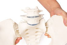 Load image into Gallery viewer, Bazin feminin cu sacrum, 2 vertebre lombare şi cioturi femurale, flexibile