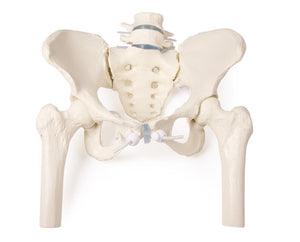 Bazin feminin cu sacrum, 2 vertebre lombare şi cioturi femurale, flexibile