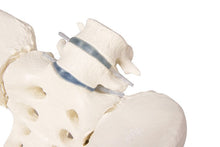 Load image into Gallery viewer, Bazin feminin cu sacrum, 2 vertebre lombare şi cioturi femurale, flexibile
