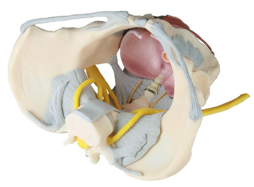 Pelvis feminin cu ligamente, nervi şi podea pelviană