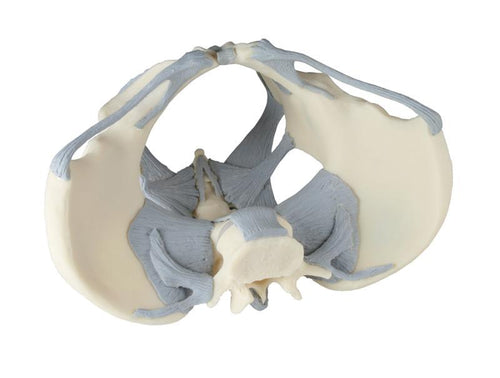 Pelvis feminin ligamentat