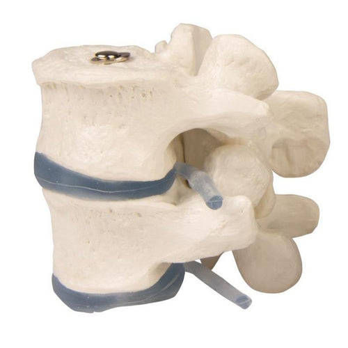 Model 2 vertebre lombare