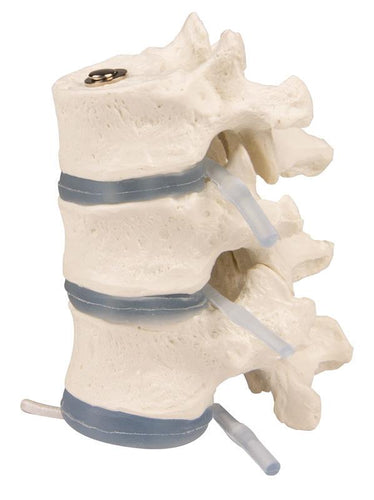 Model 3 vertebre toracice