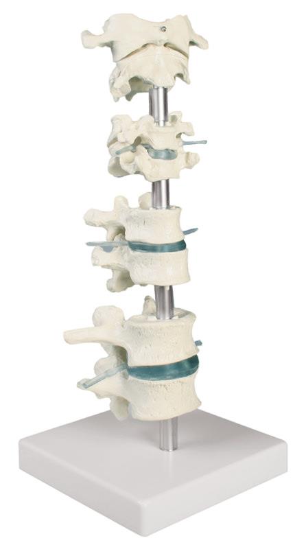 Colecţie de vertebre, 8 vertebre cu suport