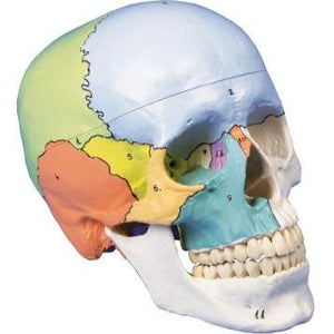 Model de craniu, 3 părţi, pictat didactic