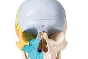 Model de craniu, 3 părţi, pictat didactic