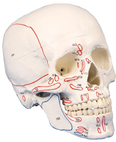 Model de craniu, din 3 părţi, cu marcaj muscular