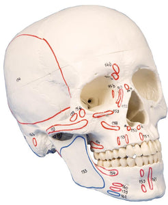 Model de craniu, din 3 părţi, cu marcaj muscular