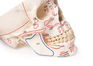Model de craniu, din 3 părţi, cu marcaj muscular