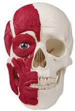Load image into Gallery viewer, Craniu cu musculatură