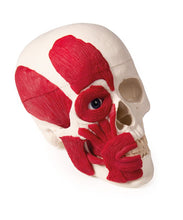 Load image into Gallery viewer, Craniu cu musculatură