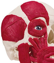 Load image into Gallery viewer, Craniu cu musculatură