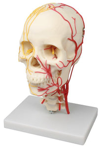 Craniu neurovascular